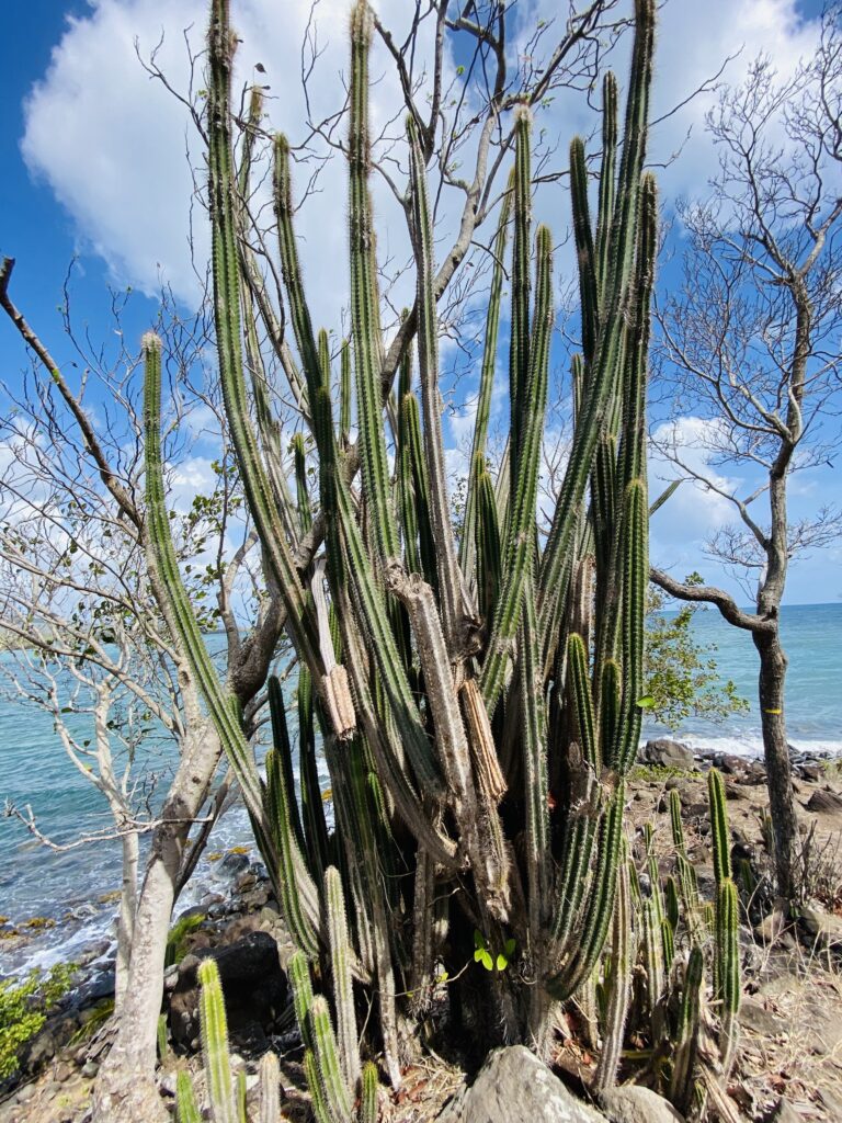 sentier du littoral du Diamand