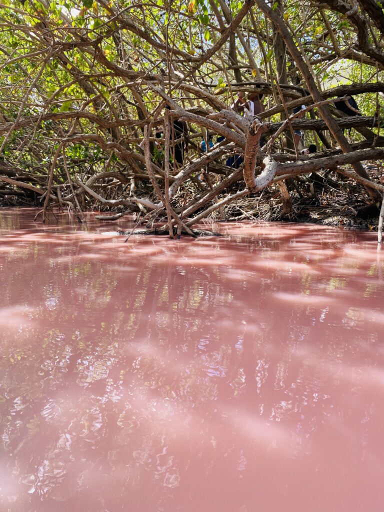 mangrove rose