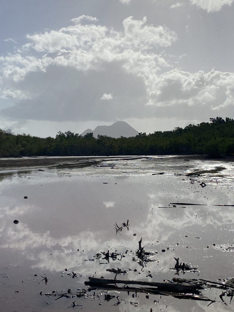 mangrove et morne larcher