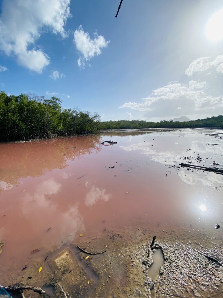 mangrove rose