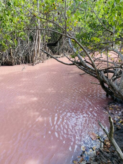 mangrove rose